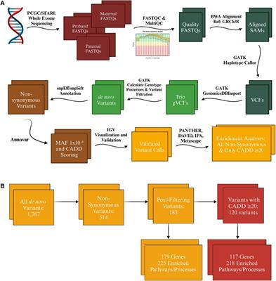 Mutations in genes related to myocyte contraction and ventricular septum development in non-syndromic tetralogy of Fallot